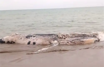 PREOCUPACIÓN EN TUMBES POR TERCER VARAMIENTO DE BALLENAS EN LOS ÚLTIMOS DOS MESES